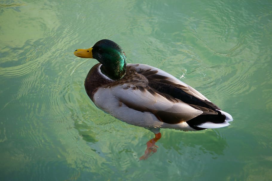 duck, water, turquoise, animals, animal wildlife, animals in the wild HD wallpaper