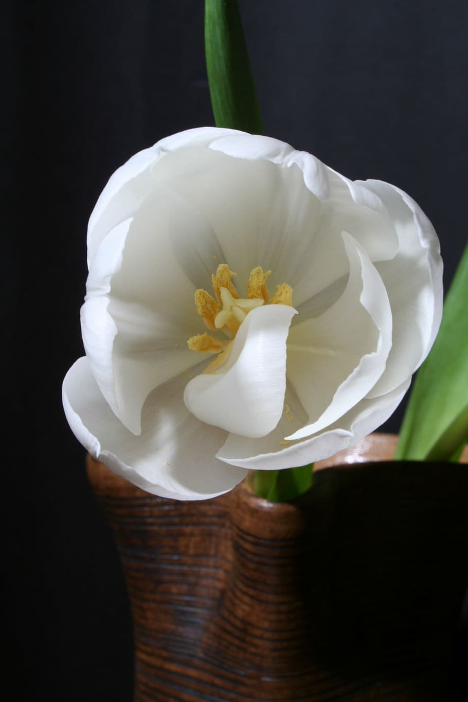 tulip, white, green, flower, blossom, bloom, flowering plant HD wallpaper