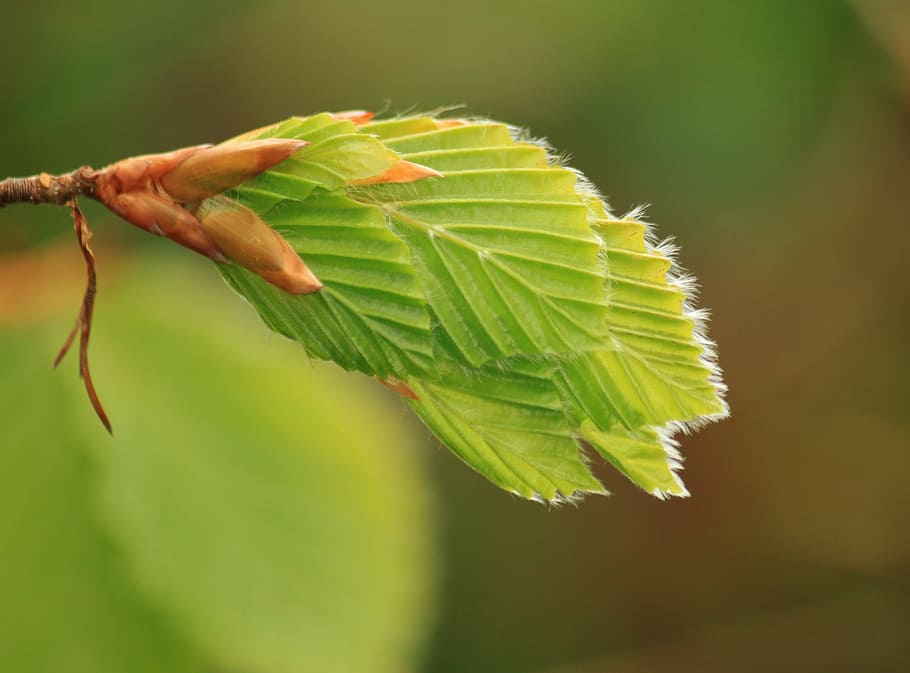closed-up photography of green leaf, beech, beech leaf, beech leaves HD wallpaper