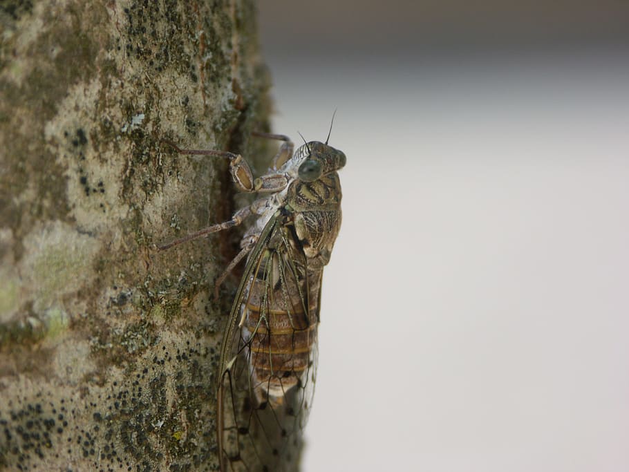 Cicada, Insect, Close, according to, nature, tree, italy, animal HD wallpaper