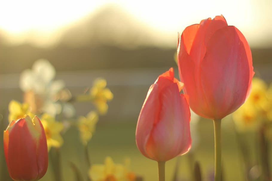 tulip, flower, spring, nature, floral, spring flower, blossom HD wallpaper