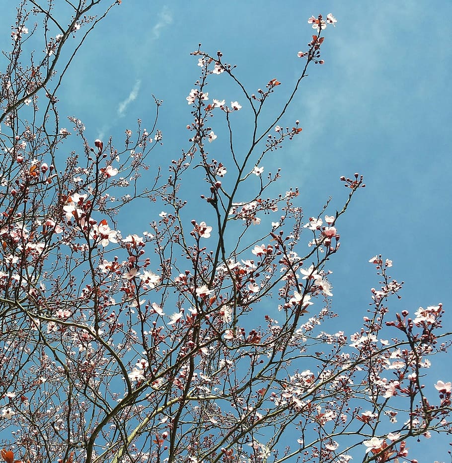 spring, flowers, nature, blossom, bloom, bühen, aesthetic, HD wallpaper