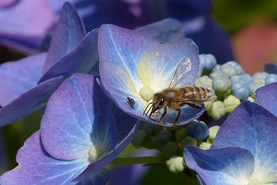 honeybee sipping purple petaled flowers nectar, plant, hydrangea HD wallpaper