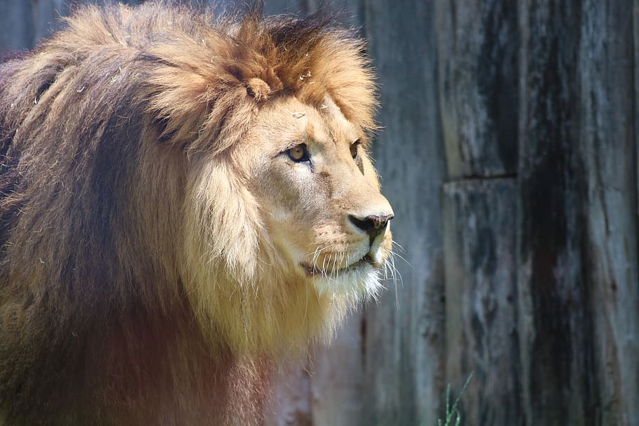 the lion, mane, cat, predator, mammal, beast, animal, zoo, animal themes HD wallpaper