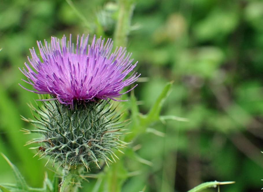 thistle, flower, close up, green, purple, flowering plant, freshness HD wallpaper