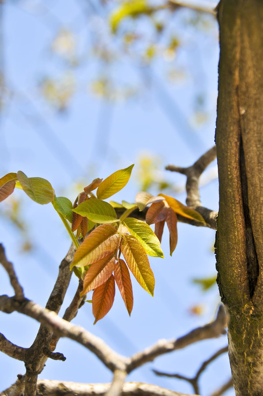 Leaves, Tree, Nature, Color, Outdoor, leaf, branch, outdoors HD wallpaper