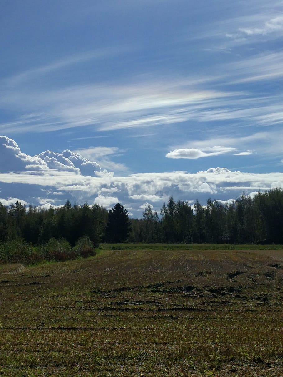 cloud, himmel, blue sky, go, forest, tranquil scene, tranquility HD wallpaper