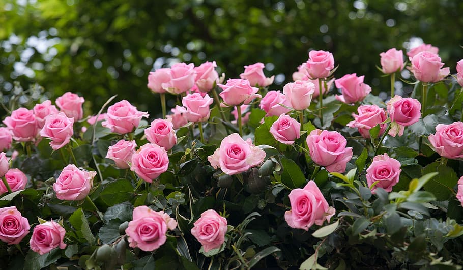 photo of pink petaled flowering plants, rose, flowers, rose garden, HD wallpaper