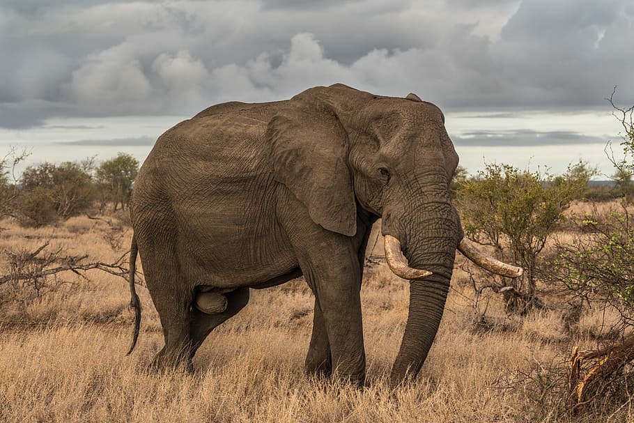 elephant surrounded by grass, elephant in forest, tusks, trunk HD wallpaper