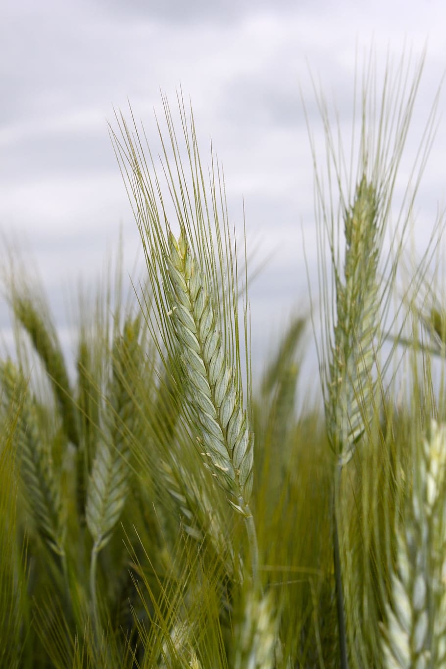 Cornfield, Wheat, Spike, Grain, cereal plant, agriculture, crop HD wallpaper