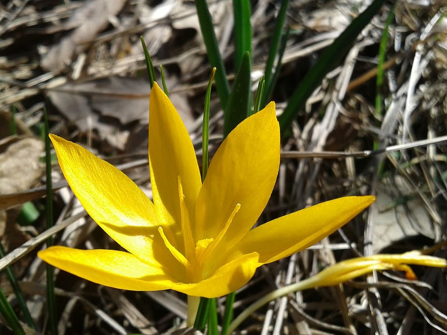 crocus, spring, flower, yellow, yellow flower, flora, forest flowers HD wallpaper