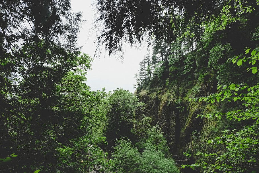 photo of nature tall trees under white clouds at daytime, green trees HD wallpaper