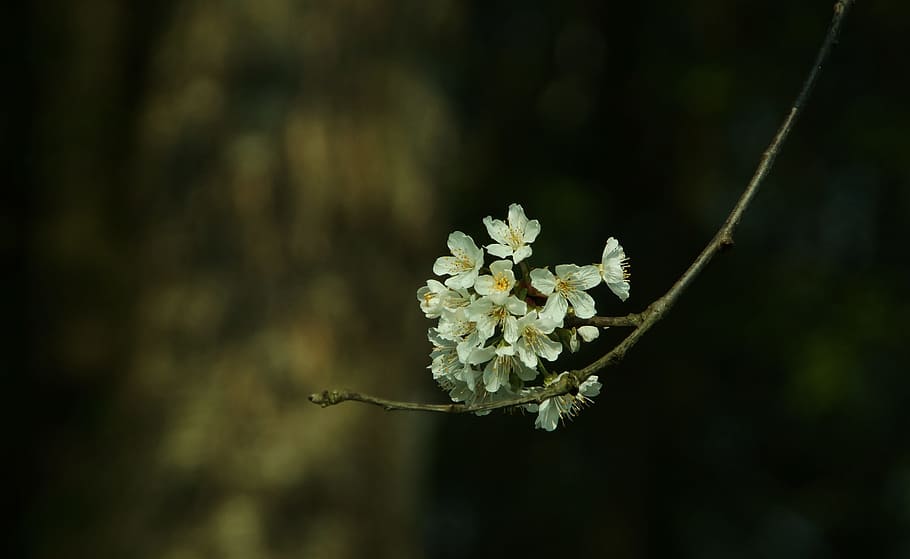 cherry blossom, bloom, close, spring, white blossom, branch HD wallpaper