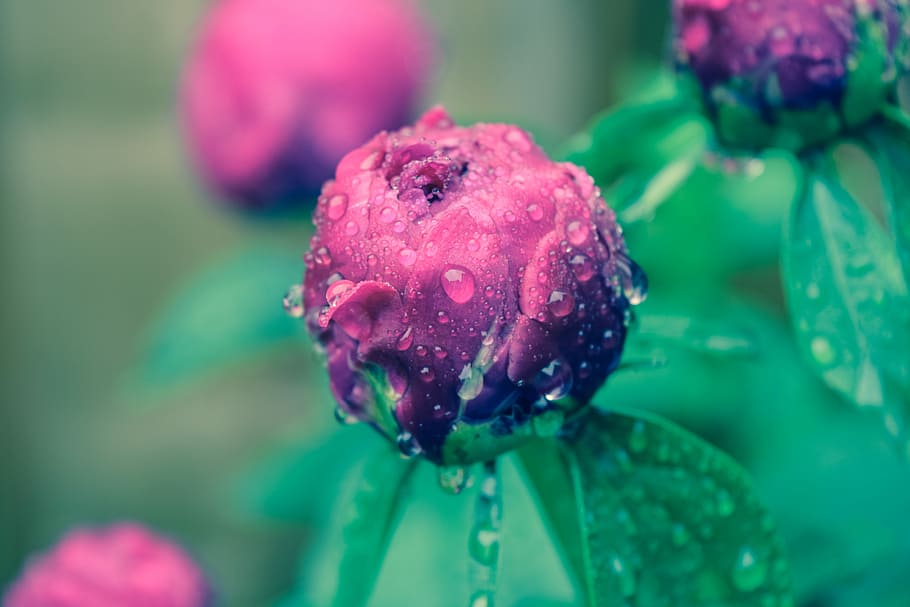 closeup photo of pink flower, close-up photography red petaled flowers HD wallpaper
