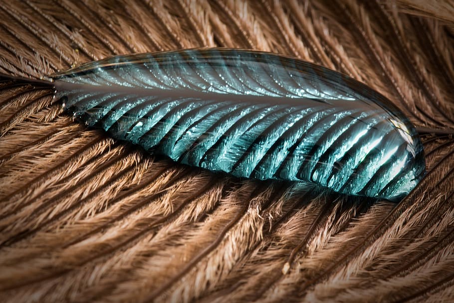 brown feather with water dew, strauss spring, drip, close, macro HD wallpaper