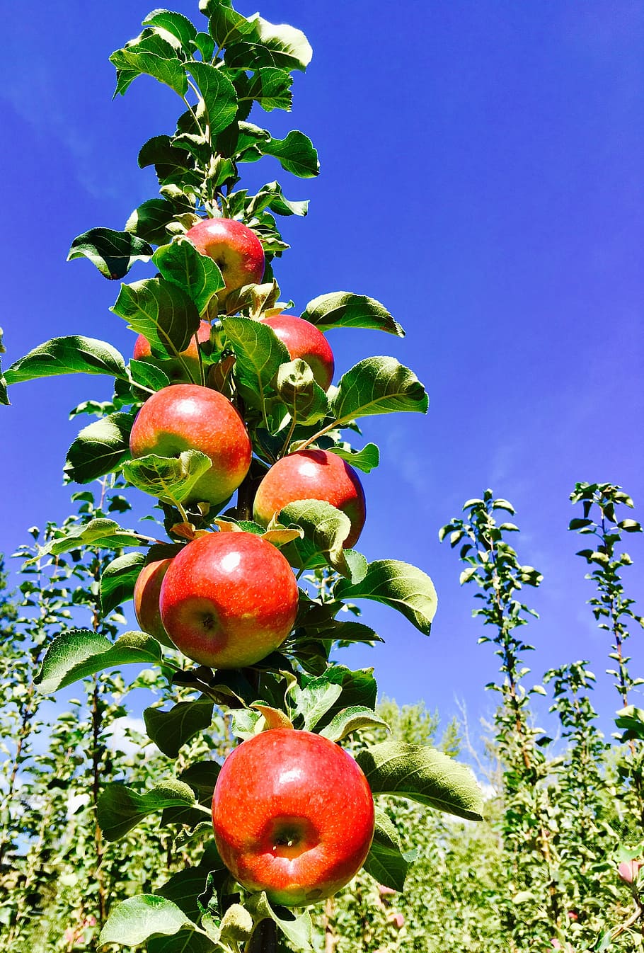 apples, fruit, antioxidants, healthy eating, plant, food and drink HD wallpaper