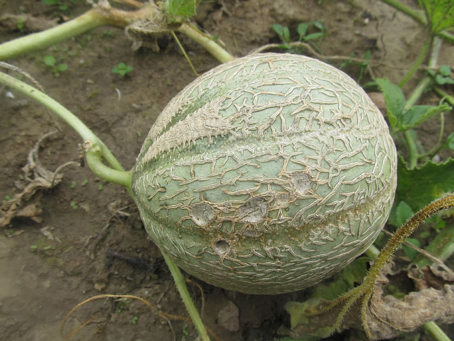 Melon, Vegetables, Fruit, no people, planet earth, close-up HD wallpaper