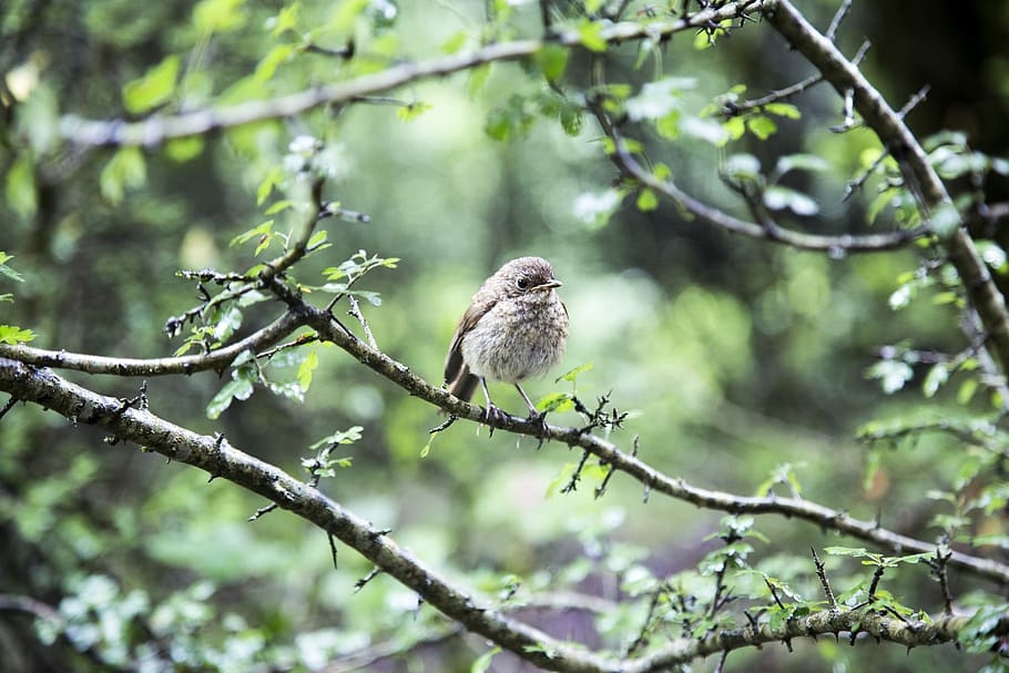 brown bird on tree stem, hummingbird on stem, branch, leaf, leaves HD wallpaper