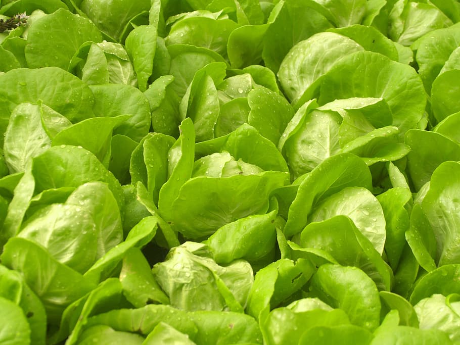 Farm, Market, Hydroponic, Produce, lettuce, grow, vibrant, fried