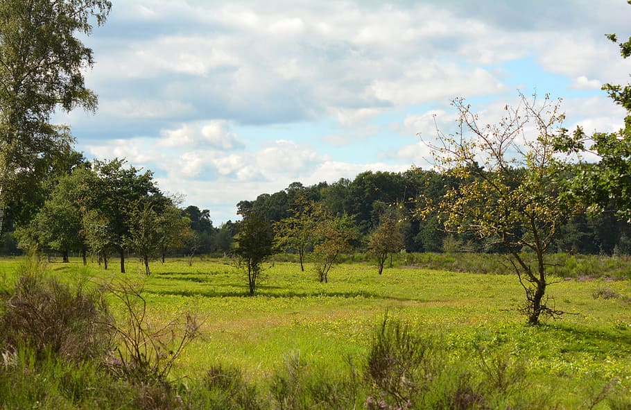 heide, heathland, landscape, heather, nature, away, september, HD wallpaper