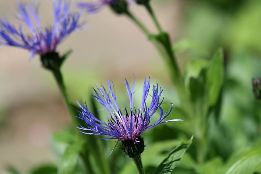 violet, flowers, cornflower, bud, blossom, bloom, garden, purple HD wallpaper