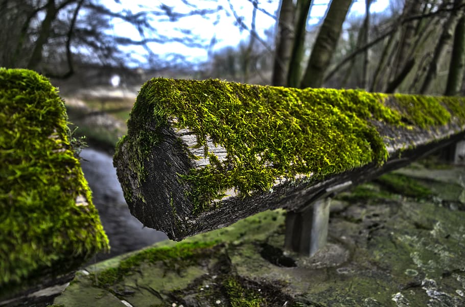 Moss, Hdr, Wood, Forest, Green, Log, tribe, glade, bridge, nature HD wallpaper