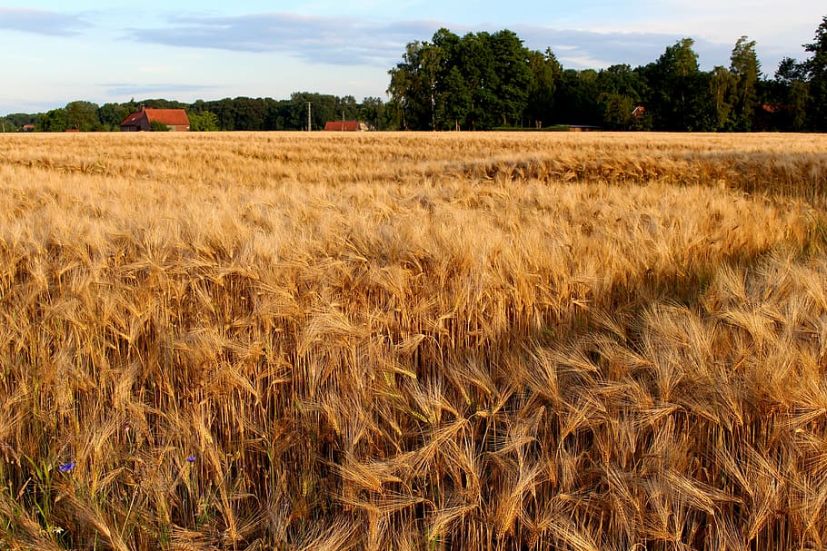 rye, cereals, nature, grain, ear, field, plant, golden yellow HD wallpaper