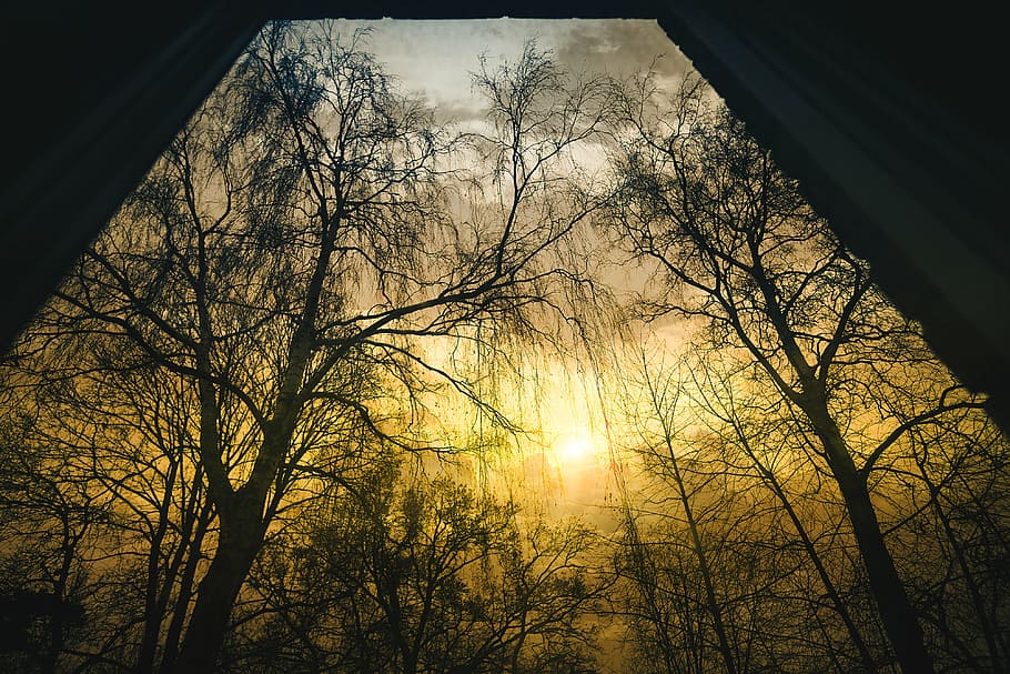 forest trees, black, branches, dawn, drama, dramatic, fall HD wallpaper