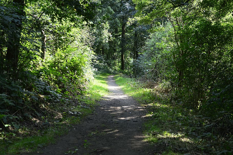 road between trees taken during daytime, track, country, path HD wallpaper