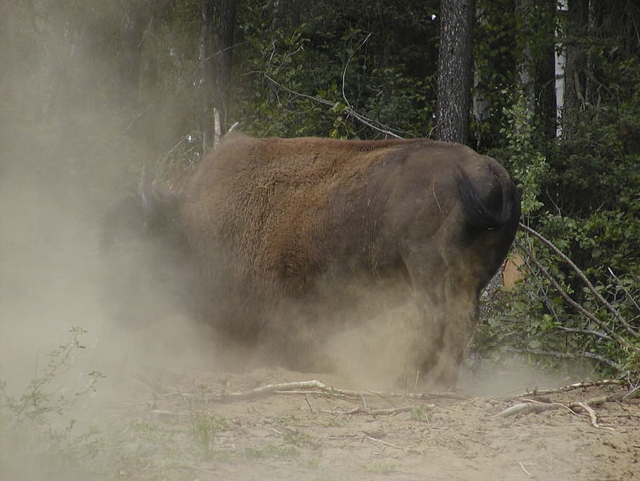 Bison, Yukon, Angry, Animal, dusty, nature, canada, wild, forest HD wallpaper