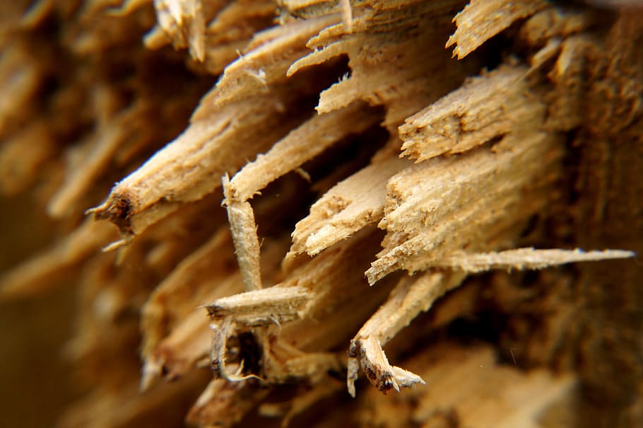 lumberyard, rotting, structure, food, food and drink, close-up HD wallpaper
