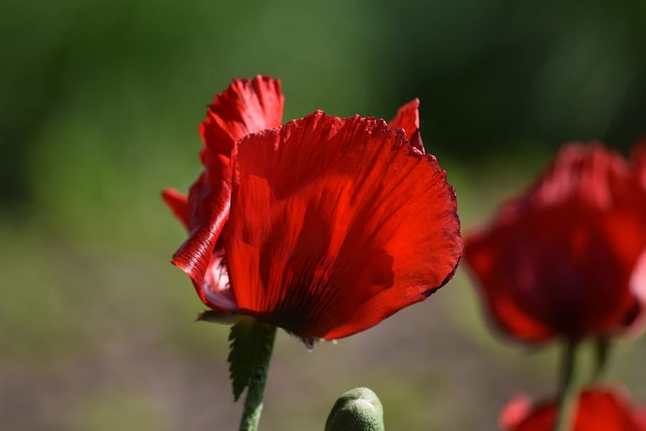poppy, flower, red, flowering plant, fragility, vulnerability HD wallpaper
