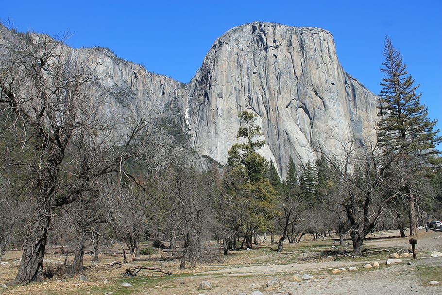 el capitan, yosemite, tree, park, california, national, landscape HD wallpaper