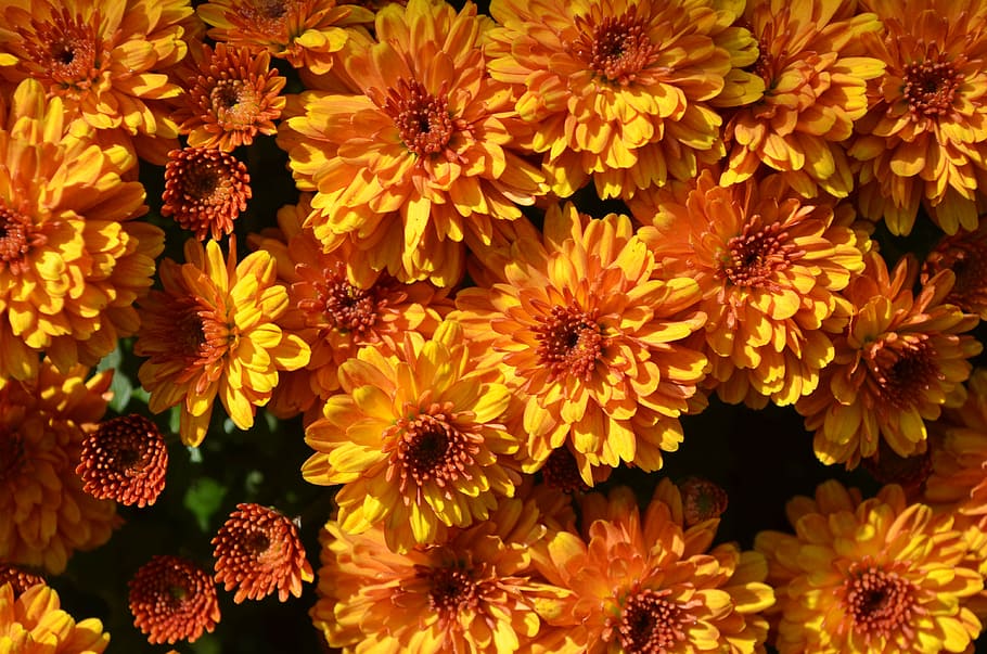 orange, flowers, bloom, petals, plant, bright, colorful, vivid HD wallpaper