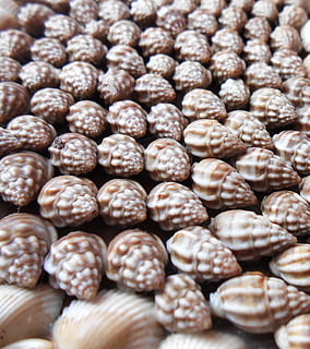 photo of brown and beige seashells, nature, summer, beach, ocean HD wallpaper