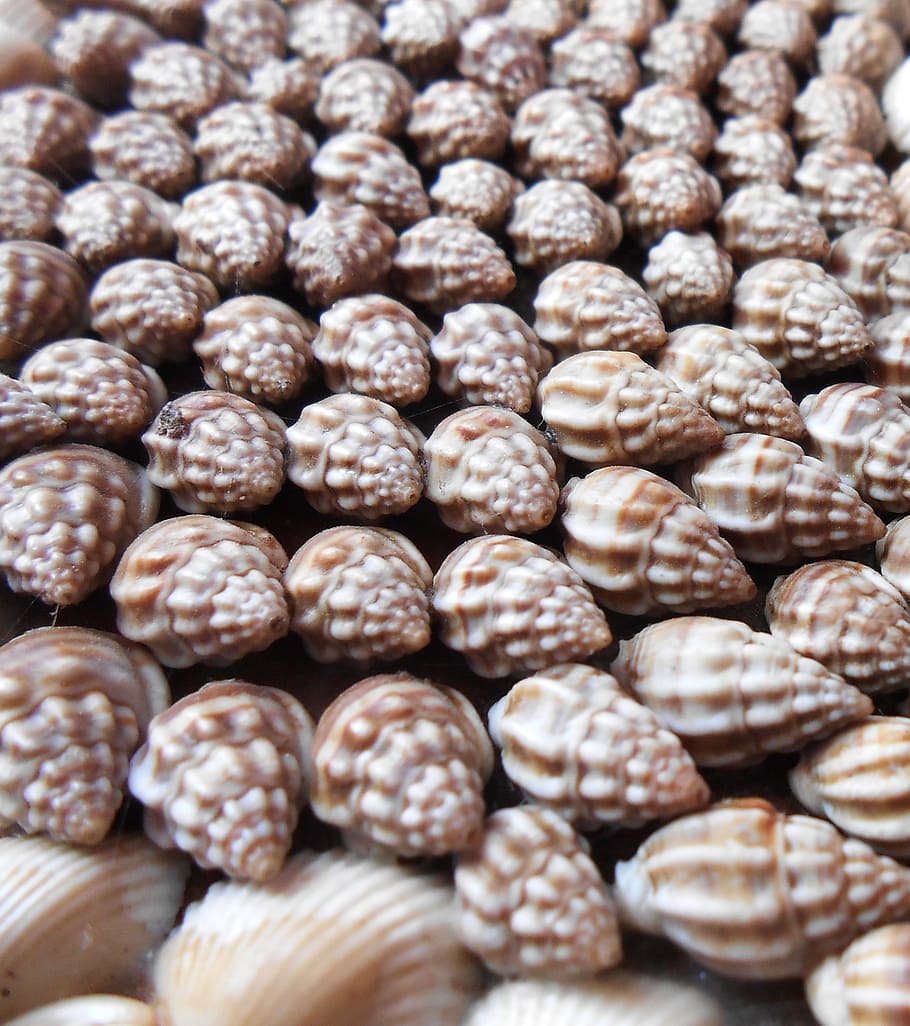 photo of brown and beige seashells, nature, summer, beach, ocean HD wallpaper