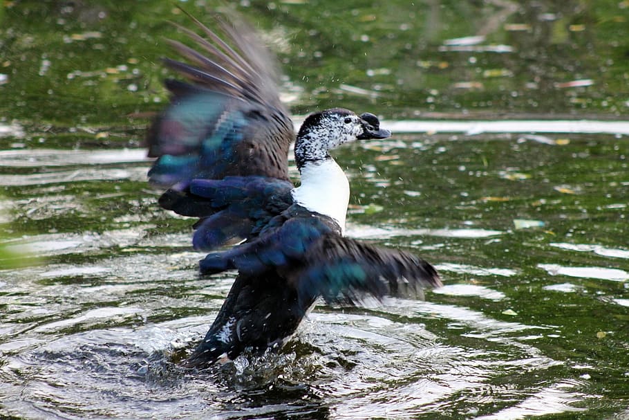 zoo, animals, nature, bird, animal themes, animal wildlife HD wallpaper