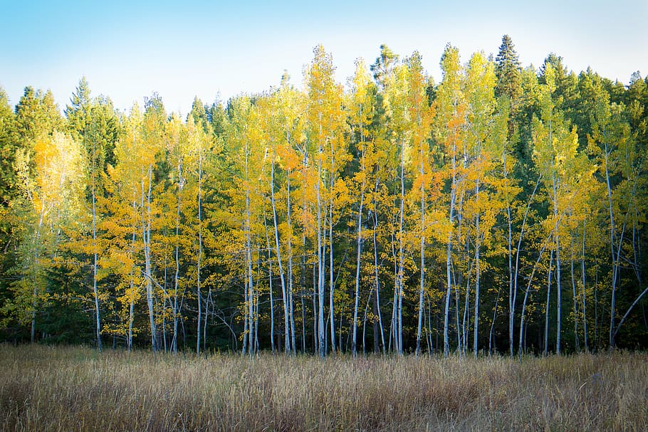 field, forest, meadow, nature, trees, plant, land, beauty in nature HD wallpaper