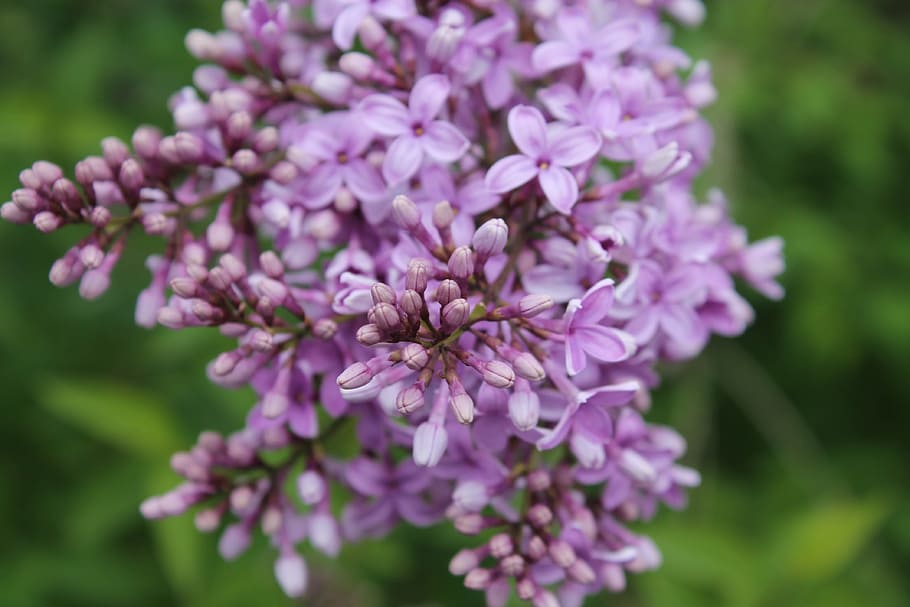 Flower, Nature, spring, flowers, spring flowers, purple, landscape HD wallpaper
