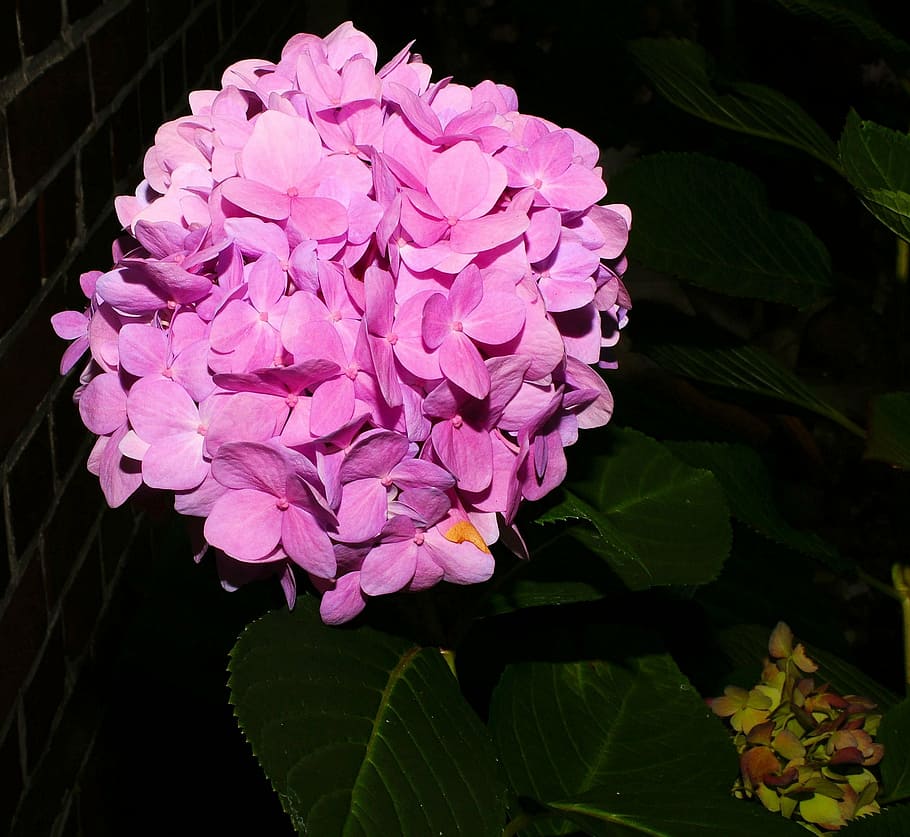flower, flowers, hydrangeas, purple, plant, violet, summer HD wallpaper