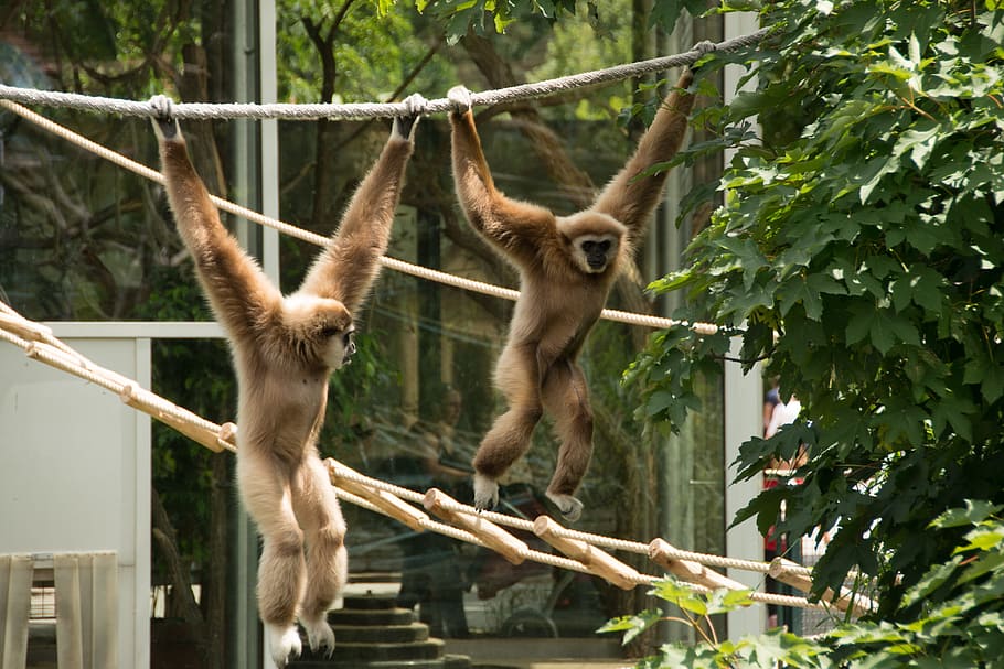 two brown baboons hanging on brown branches, gibbon, monkey HD wallpaper