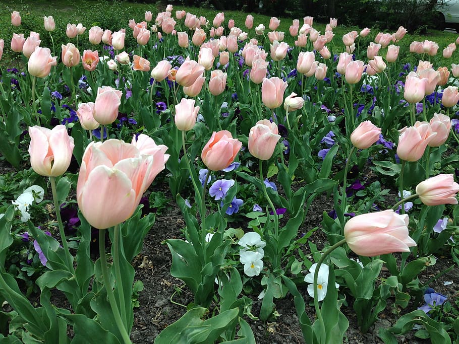 flowers, spring, nature, flowering plant, beauty in nature HD wallpaper