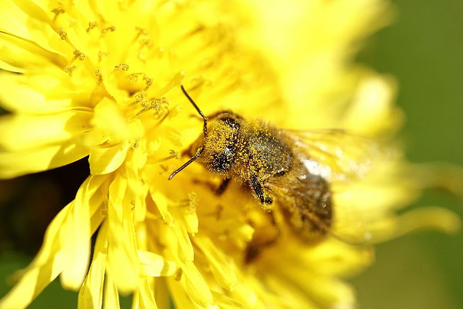 pollen, bee, macro, forage, insects, spring, flowering, garden HD wallpaper