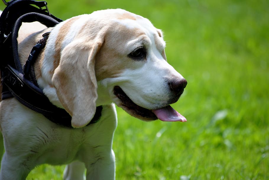 dog, beagle, pet, close, brown, out, one animal, canine, animal themes HD wallpaper