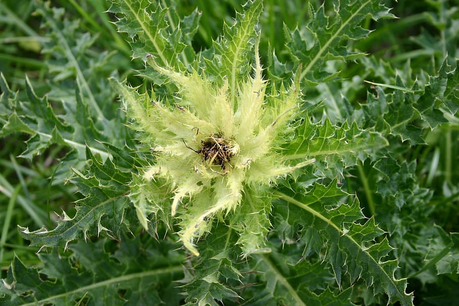 alpine flower, thistle, plant, green color, animal wildlife HD wallpaper