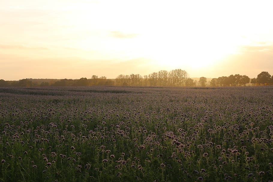 sunset, bees, phacelia, field, abendstimmung, evening sky, landscape HD wallpaper