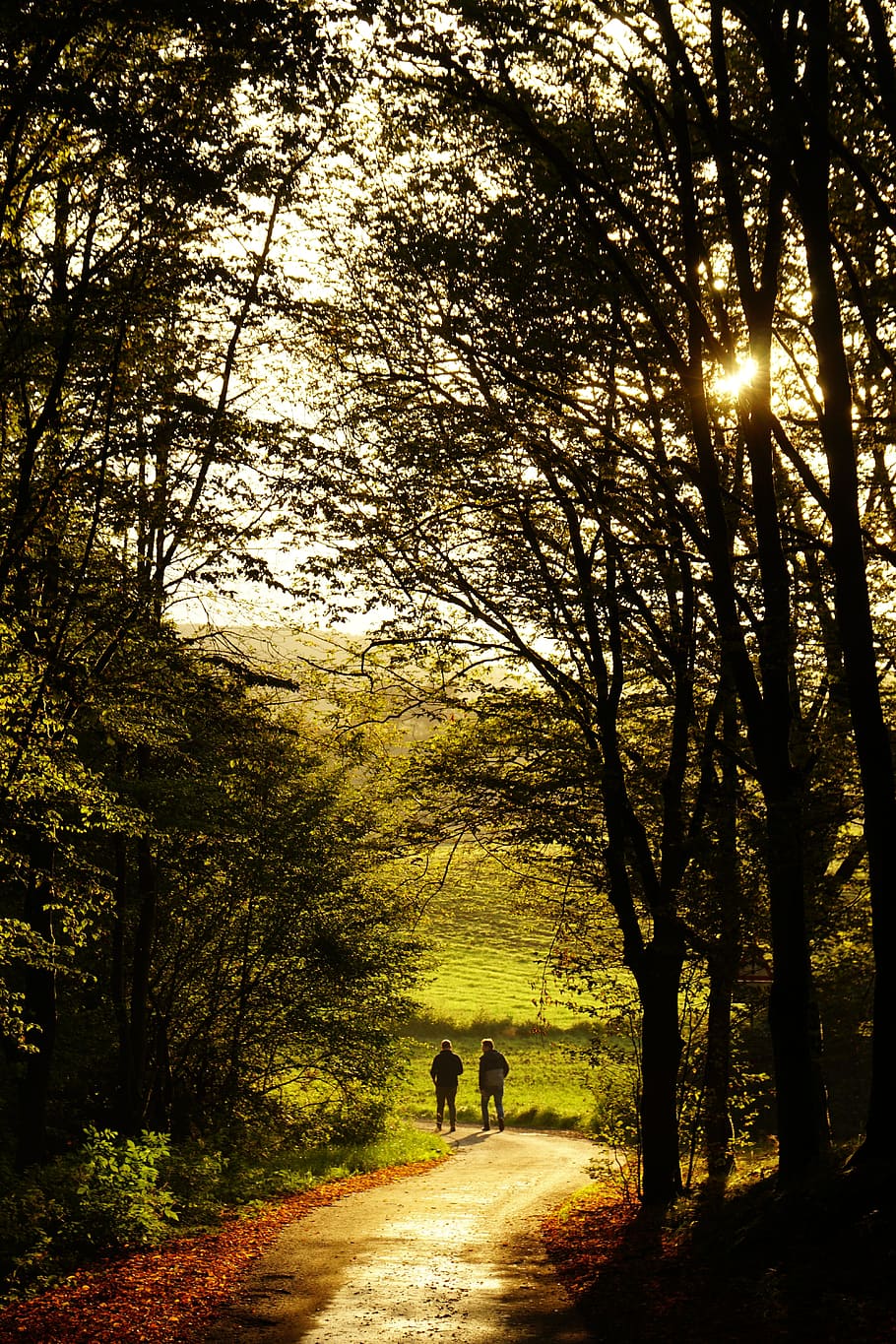 sunset, forest, mood, human, walkers, road, autumn, abendstimmung HD wallpaper