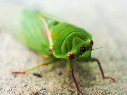 cicada, green, macro, eyes, wings, animal, insect, animal themes HD wallpaper