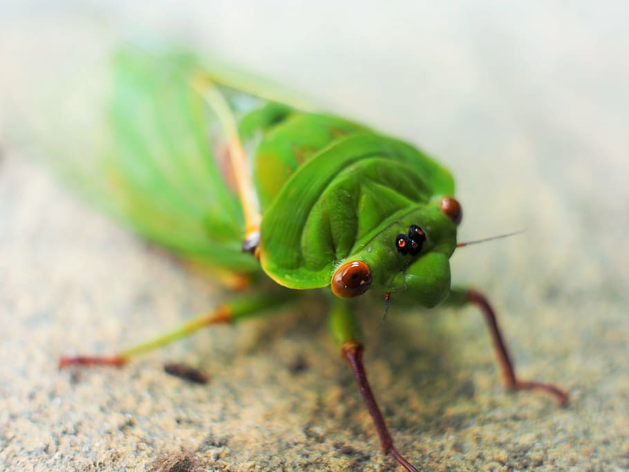 cicada, green, macro, eyes, wings, animal, insect, animal themes HD wallpaper