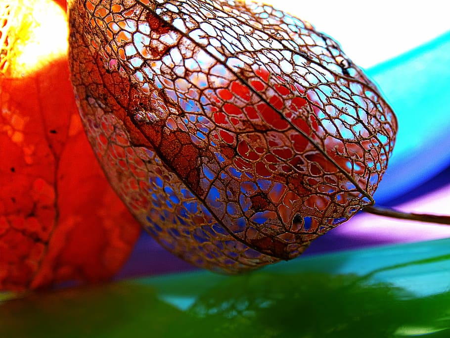 physalis, macro, lace, colors, nature, cage, japanese lantern HD wallpaper